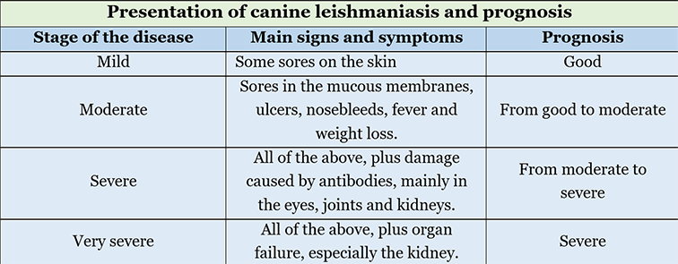 Canine leishmaniasis outlet treatment